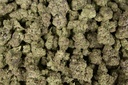 Alaskan Thunder Fuck